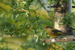 M1200699_2016-05-20_Gruenling.JPG