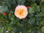 rose.JPG