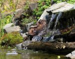 Wasserfalleinlauf zum Teich.jpg