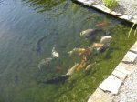 DSC01178_1.jpg