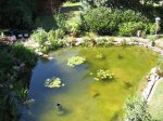 Teich_3.jpg