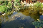 Teich 13.JPG