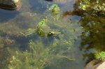 Teich 17.JPG