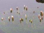 P1000005.JPG P1000005.JPG