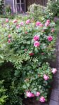 20160612_185303.jpg