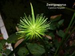 K1024_Cyperus haspan .JPG