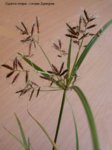 K1024_Cyperus longus Kopie.JPG