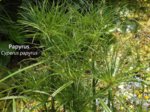 K1024_Cyperus papyrus.JPG