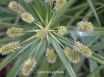 K1024_Cyperus zumula.JPG