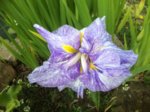 Iris Kaempferi (von Osterdiek) 2016-05-26 002.jpg