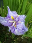 Iris Kaempferi (von Osterdiek) 2016-05-26 003.jpg