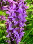 K1024_Dactylorhiza spec..JPG