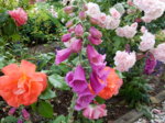 DSCN3300.JPG