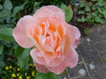 DSCN3304.JPG