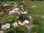 DSCN0512.JPG