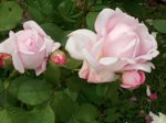 DSCN0517.JPG