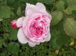 DSCN0518.JPG