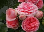 DSCN0519.JPG
