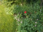 DSCN0536.JPG
