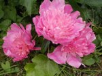 DSCN0520.JPG