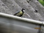 Kohlmeise einbeinig IMG_4128.JPG
