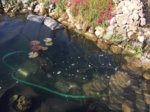 teich_befueelt.jpg teich_befueelt.jpg