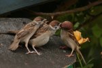 Spatzenfütterung_motherhood5_700.JPG