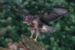 K1024_Buteo 2.JPG