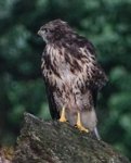 K1024_Buteo 3.JPG