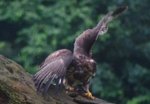 K1024_Buteo 6.JPG