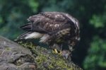 K1024_Buteo 7.JPG