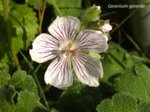 K1024_Geranium gerardii.JPG