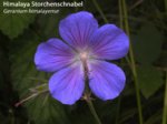 K1024_Geranium himalayense.JPG