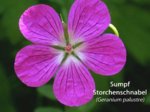 K1024_Geranium palustre .JPG