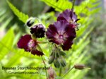 K1024_Geranium phaeum ..JPG