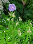 K1024_Geranium pratense.JPG