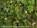 K1024_Geranium robertianum.JPG