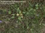 K1024_Geranium rotundifolium.JPG