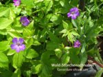 K1024_Geranium silvaticum.JPG