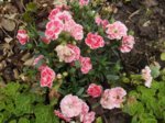 DSCN0590.JPG