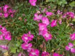 DSCN0591.JPG