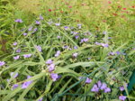 DSCN3426.JPG