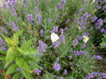 DSCN3433.JPG