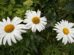 DSCN0649.JPG