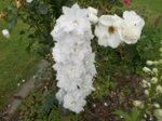 DSCN0654.JPG