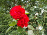 DSCN0658.JPG