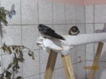 Punky und Raymond IMG_4929.JPG
