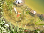 DSCF5924.JPG