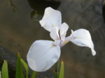DSCF2518.JPG