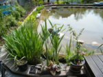 DSCF2116.JPG